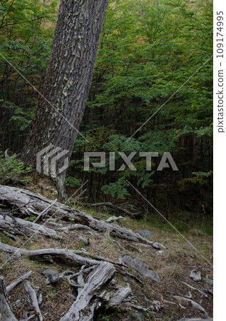 Forest. Forest. 109174995
