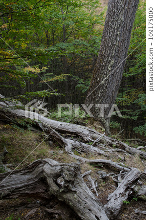 Forest. Forest. 109175000