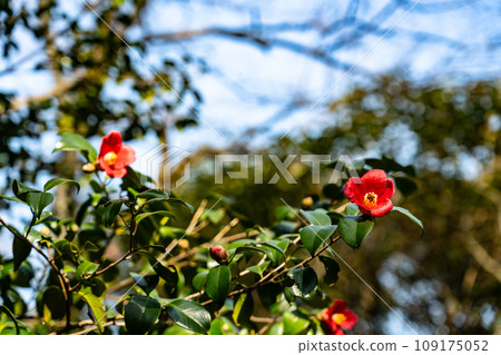 Akinada Tobishima Kaido, camellia flowers blooming on the summit of Mt. Ippodera, Kure City, Hiroshima Prefecture 109175052