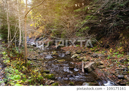 Beautiful autumn or fall landscape in Carpathian Mountains, Ukraine. Mountain river in the forest with stones. Tatariv, Ivano-Frankivsk Oblast. Road to Huk waterfall. Selective focus 109175161