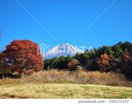 Autumn leaves of Asagiri Plateau 109175197
