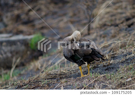 Female upland goose preening.  109175205