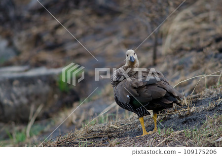 Female upland goose preening.  109175206