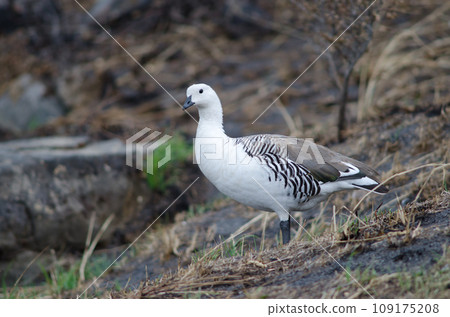 Male upland goose. 109175208
