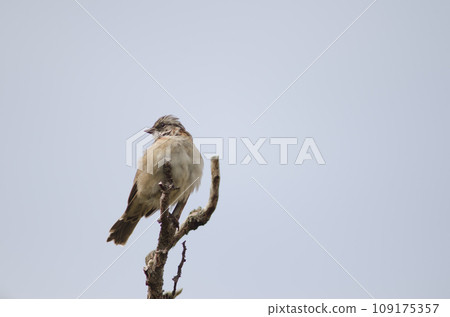 Rufous-collared sparrow perched on a branch. Rufous-collared sparrow perched on a branch. 109175357