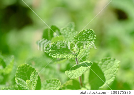 Apple mint Apple mint 109175586