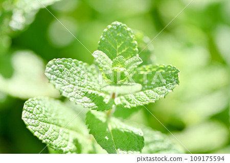 蘋果薄荷 109175594