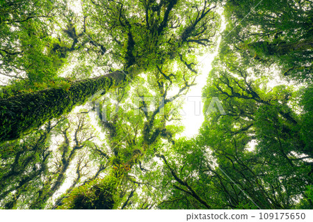 Green tree forest with sunlight through green leaves. Natural carbon capture and carbon credit concept. Sustainable forest management. Trees absorb carbon dioxide. Natural carbon sink. Environment day 109175650