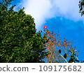 Autumn leaves and blue sky Autumn leaves and blue sky 109175682
