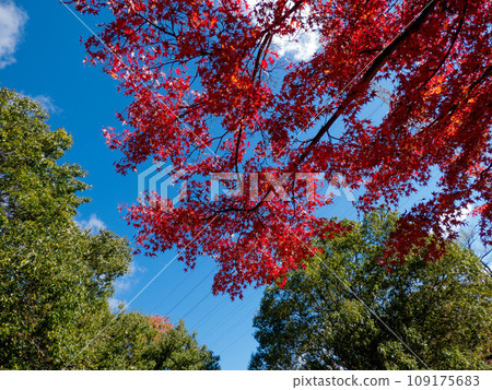 秋天的樹葉染成朱紅色 109175683