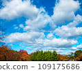 Blue sky and autumn leaves Blue sky and autumn leaves 109175686