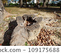 Park stumps Park stumps 109175688