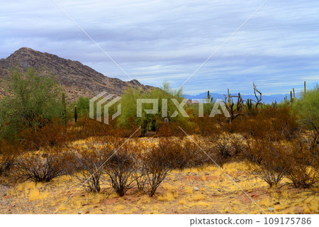 Sonora Desert Arizona 109175786