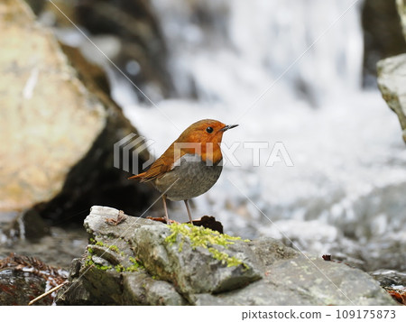 羅賓斯 羅賓斯 109175873