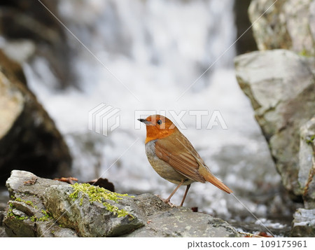 羅賓斯 羅賓斯 109175961