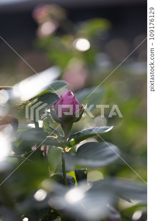 粉紅玫瑰花與玉散景背景 粉紅玫瑰花與玉散景背景 109176129