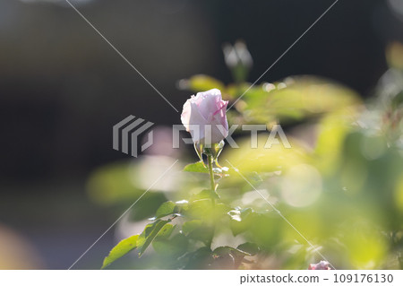 粉紅玫瑰花與玉散景背景 109176130
