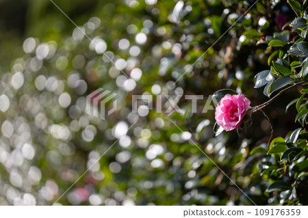 美麗的粉紅色茶梅花，葉子在陽光下閃閃發光。 109176359