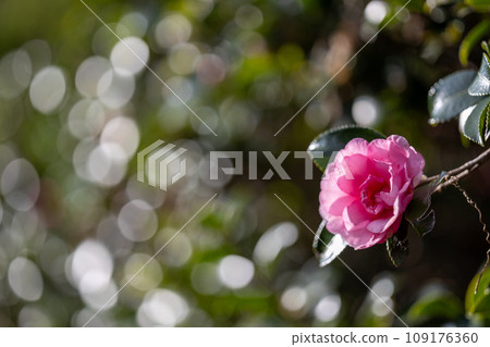 美麗的粉紅色茶梅花,葉子在陽光下閃閃發光。 美麗的粉紅色茶梅花,葉子在陽光下閃閃發光。 109176360
