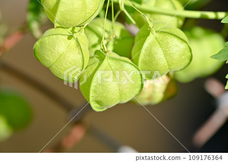 富森克魯茲 富森克魯茲 109176364