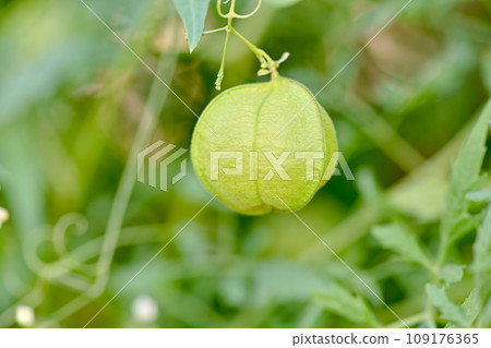 富森克魯茲 富森克魯茲 109176365