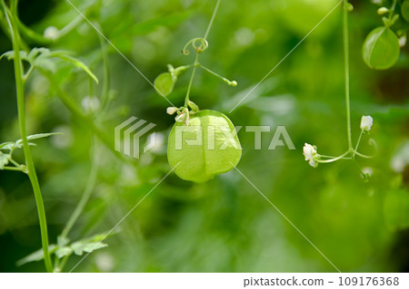 富森克魯茲 109176368