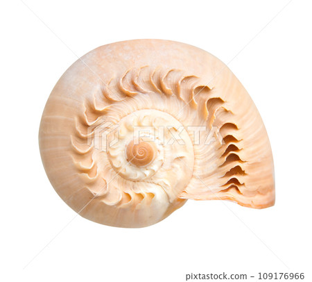 sea shell 109176966