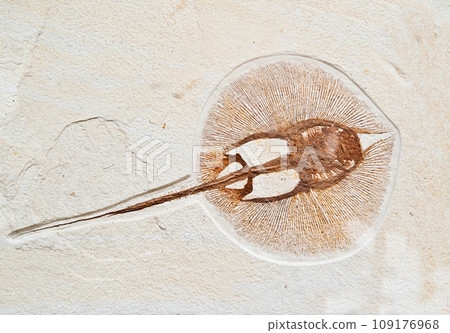 Fossils electric fish Fossils electric fish 109176968