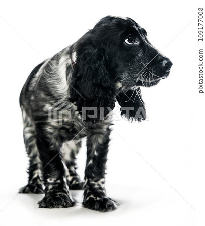 English cocker spaniel 109177008