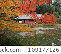 Autumn leaves at Joruriji Temple main hall 109177126