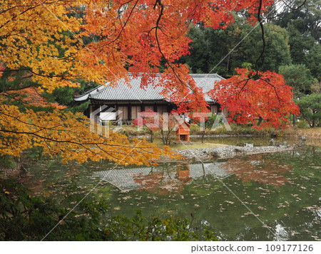 Autumn leaves at Joruriji Temple main hall Autumn leaves at Joruriji Temple main hall 109177126