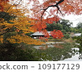 Autumn leaves at Joruriji Temple main hall 109177129
