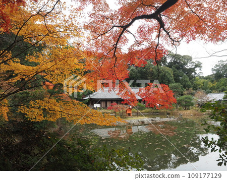 Autumn leaves at Joruriji Temple main hall 109177129