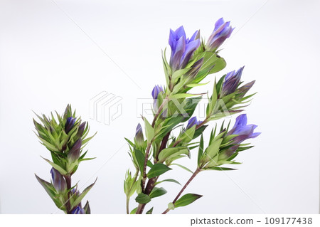 白色背景上的藍紫色龍膽花 白色背景上的藍紫色龍膽花 109177438