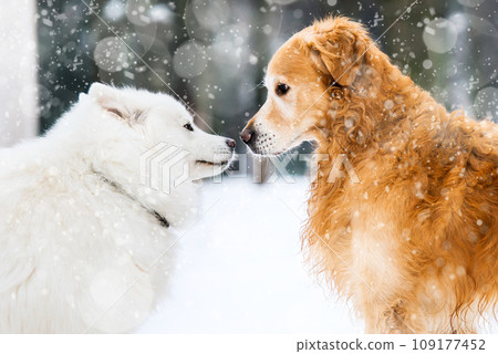 red and white husky 109177452