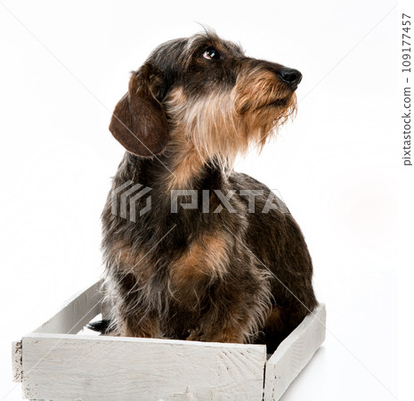 Longhair dachshund Longhair dachshund 109177457