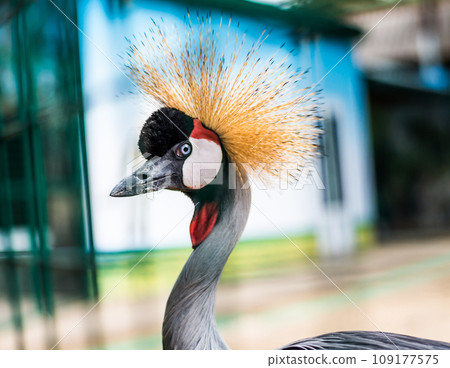 African Crowned Crane 109177575