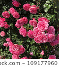 欣賞春天玫瑰花園裡的粉紅玫瑰 109177960