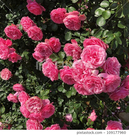 欣賞春天玫瑰花園裡的粉紅玫瑰 欣賞春天玫瑰花園裡的粉紅玫瑰 109177960