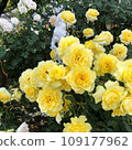 一朵明亮的黃色玫瑰 109177962