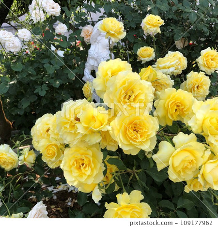 A bright yellow rose A bright yellow rose 109177962