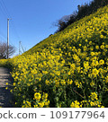 藍天下，愛媛的油菜田裡 109177964