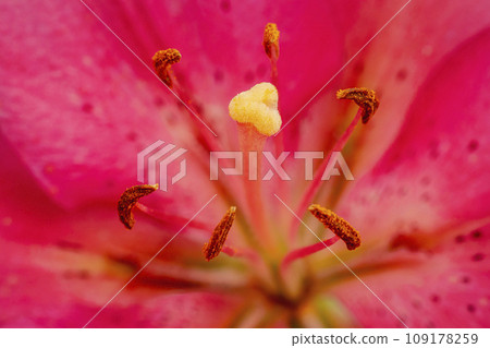 pink lily close up pink lily close up 109178259