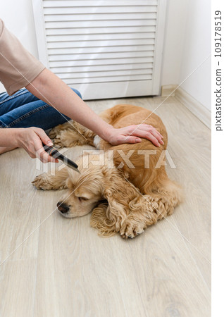 A young woman combs her dog. A young woman combs her dog. 109178519
