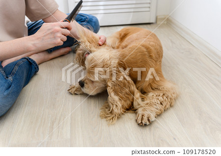 A young woman combs her dog. A young woman combs her dog. 109178520
