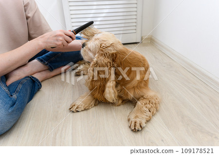 A young woman combs her dog. 109178521