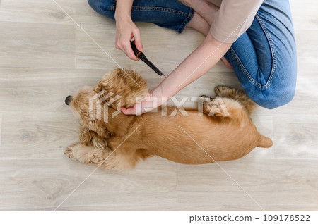 A young woman combs her dog. 109178522