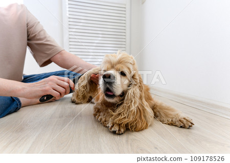 A young woman combs her dog. 109178526