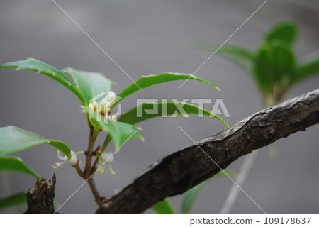 冬青葉和花 冬青葉和花 109178637