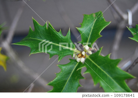 冬青葉和花 冬青葉和花 109178641